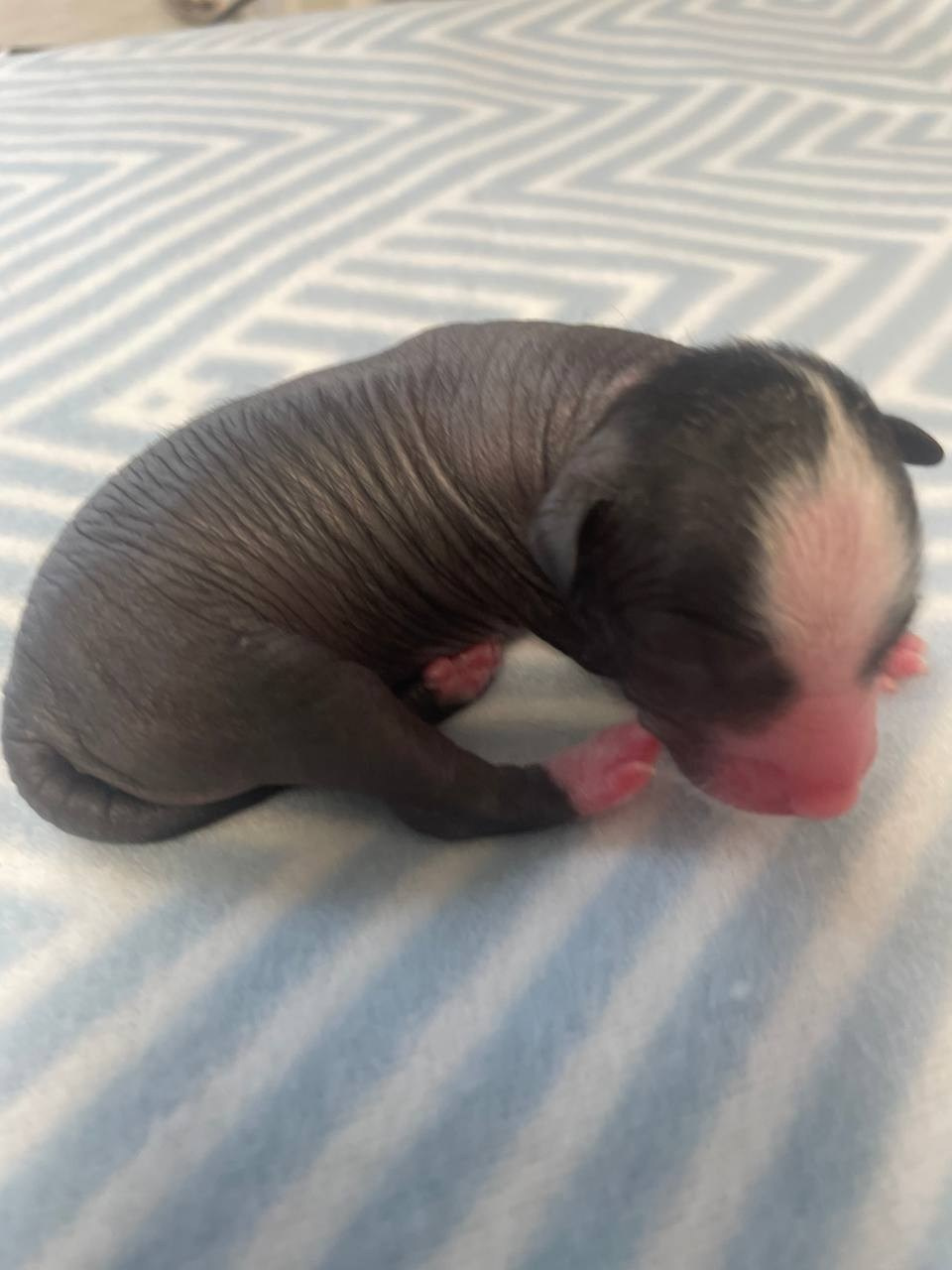 D3 День Рождения