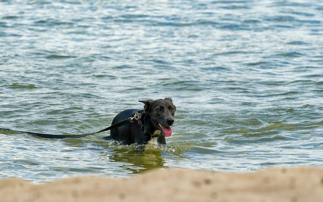 ПВД: Коса-Бонита (87 км). Новосибирское велосообщество #Навигаторовнаедет