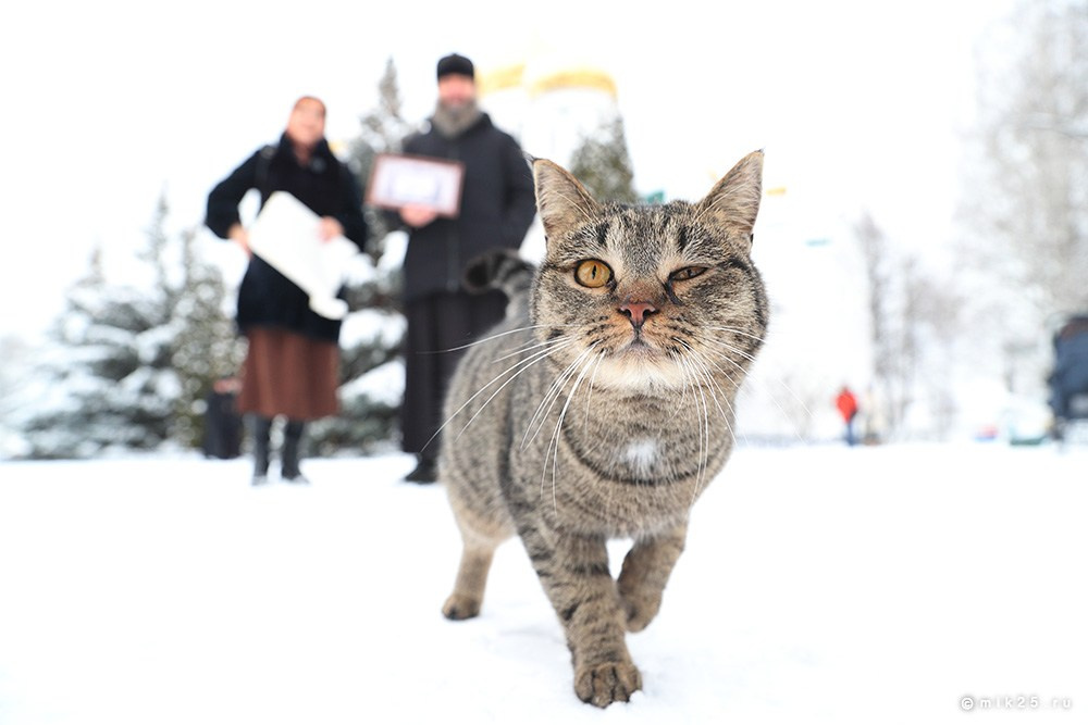 Разное. Конец зимы. Mik25