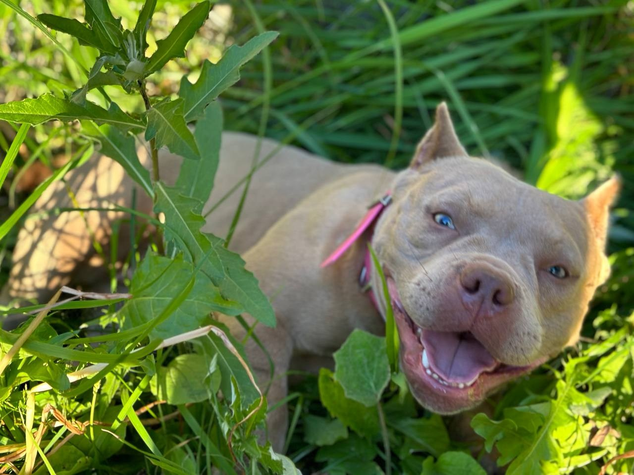 Minie Mouse. Питомник американских булли Bounty Pride Bully