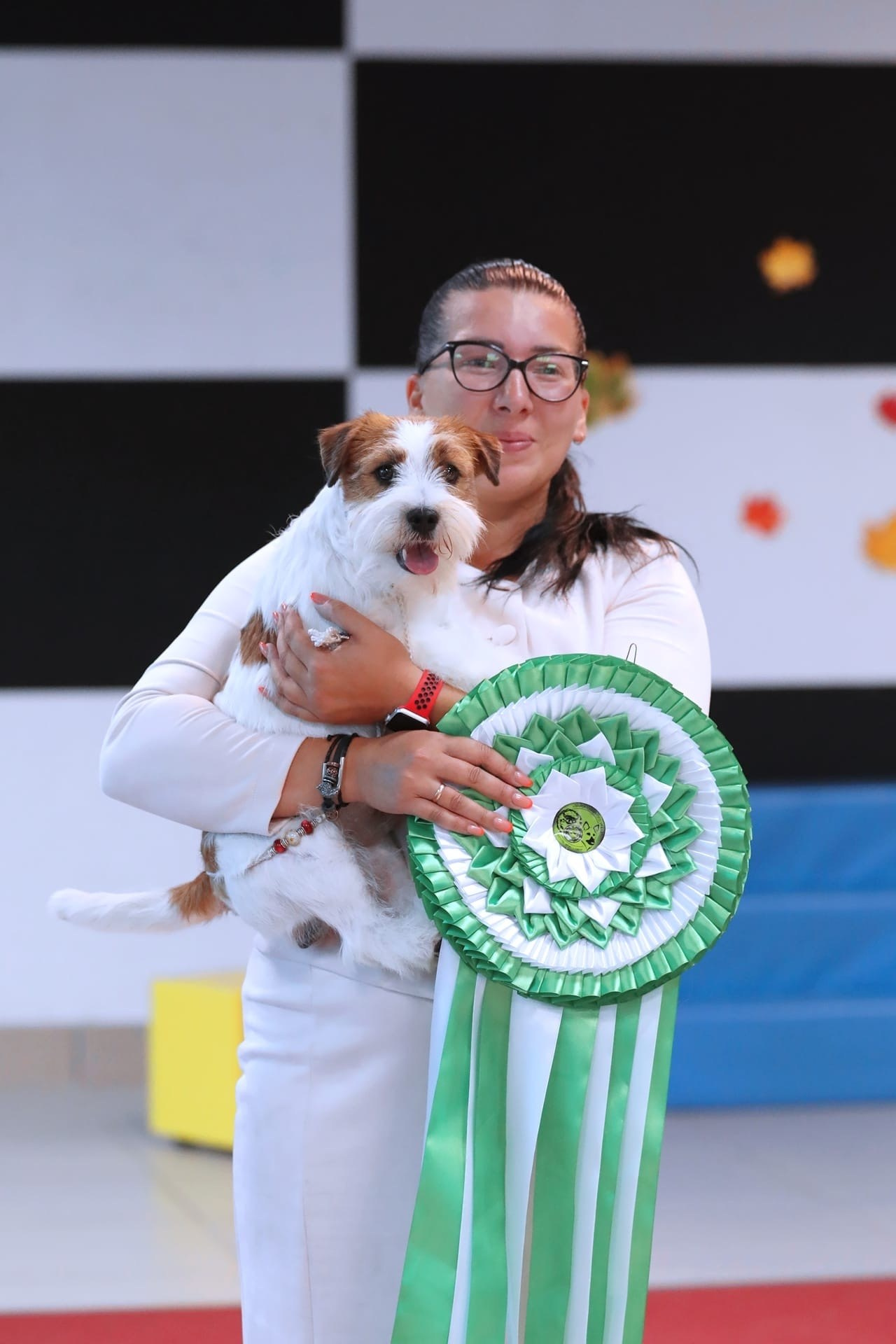 Lovely-Orange Kaizer. Lovely-Orange питомник джек рассел терьеров