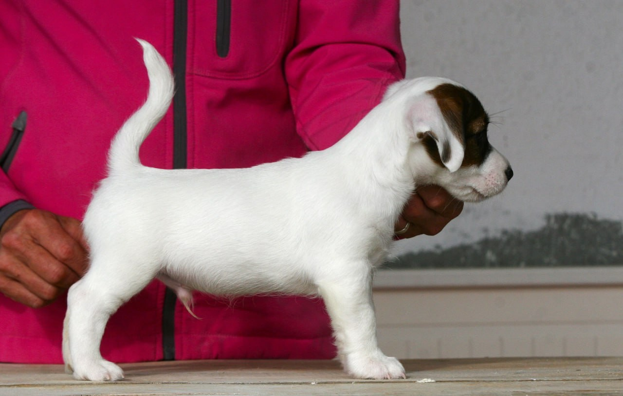 Male 1 light brocken. Lovely-Orange питомник джек рассел терьеров