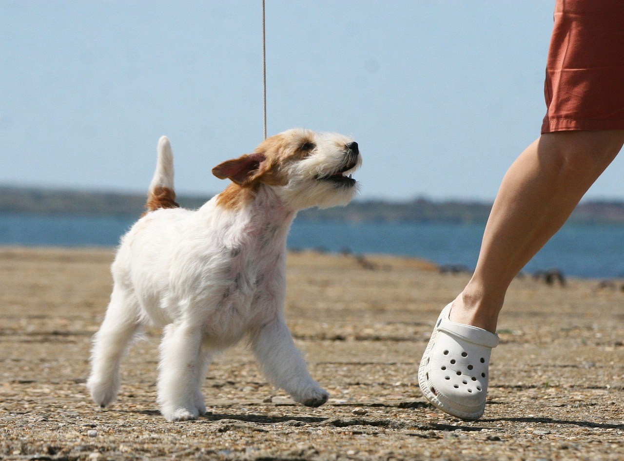 Lovely-Orange Colambina. Lovely-Orange питомник джек рассел терьеров