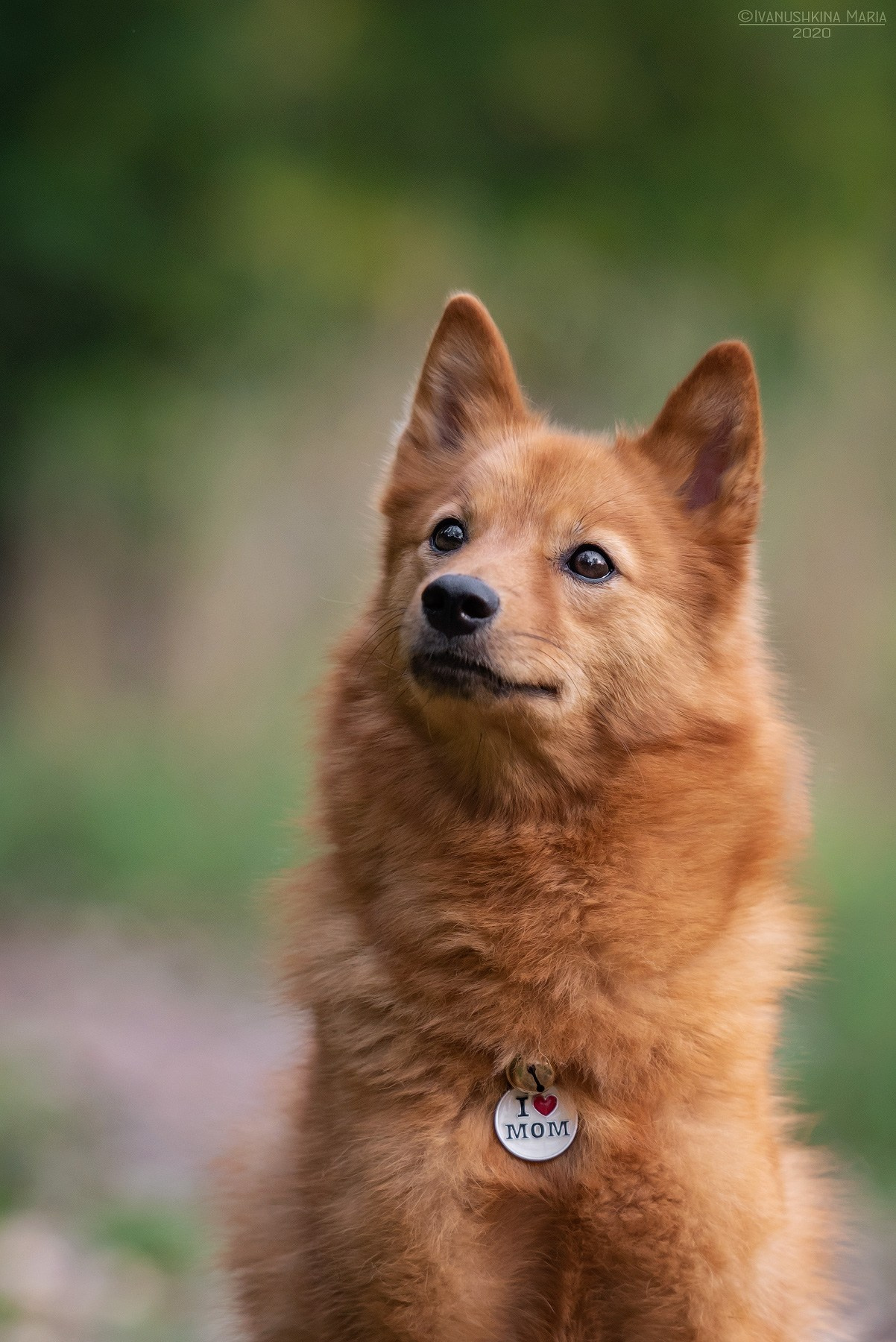 Фотограф-анималист. Фотограф собак в Москве и Московской области Иванушкина Мария