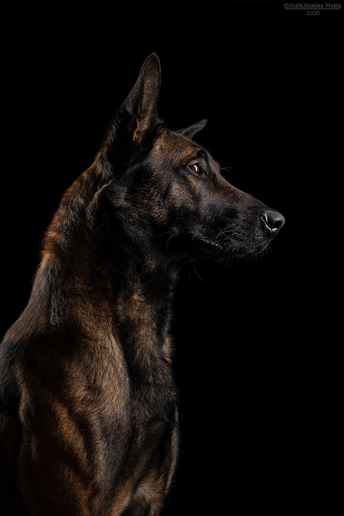 Фотосессия собаки в студии. Фотограф собак в Москве и Московской области Иванушкина Мария