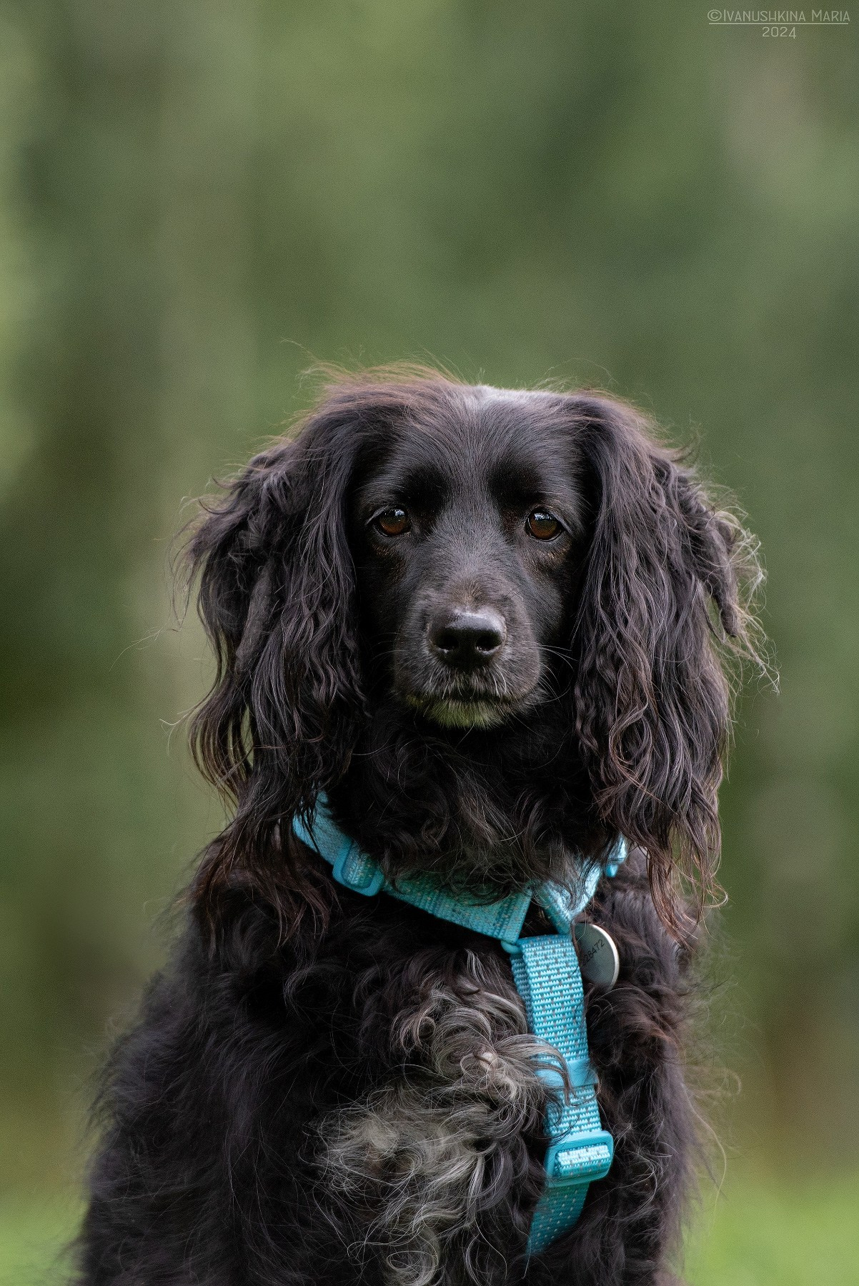 Пиарные фотосессии собак на пристройство. Фотограф собак в Москве и Московской области Иванушкина Мария