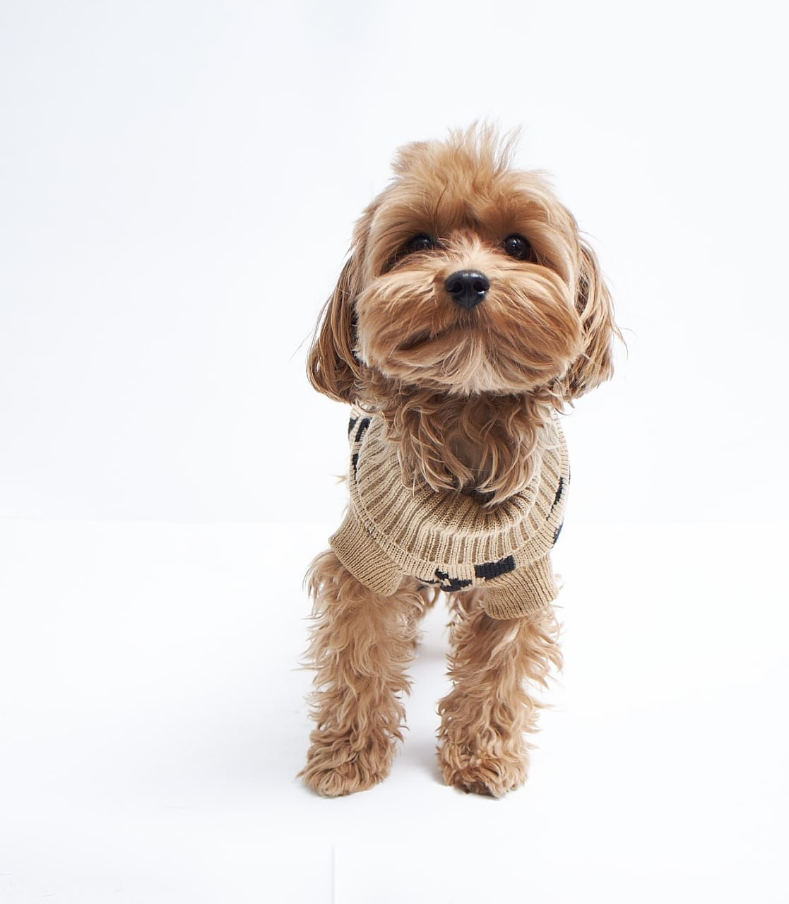 Фотосессия для сайта Ветеринарной клиники. Персональный и коммерческий фотограф в Тюмени Полина Лапардина