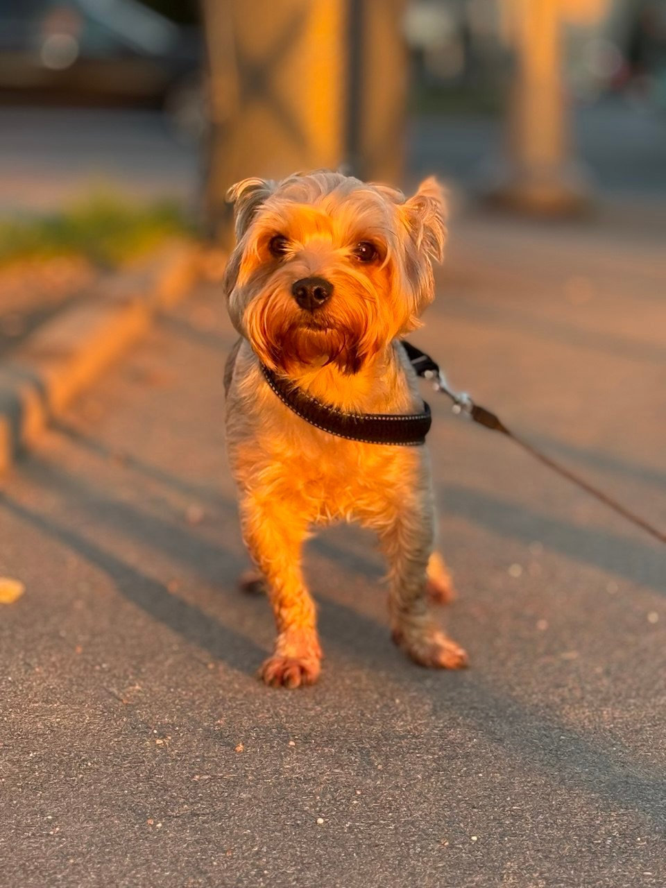 «Собака». Фотограф в Санкт-Петербурге — портретная и жанровая съёмка