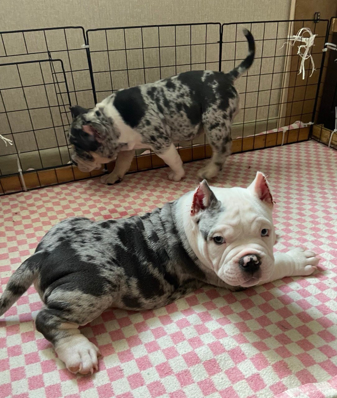 Свободные щенки Американский Булли, в типах покет, классик, стандарт. Американский Булли в г. Ростов-на-Дону. Питомник THE POWER OF SIBERIA