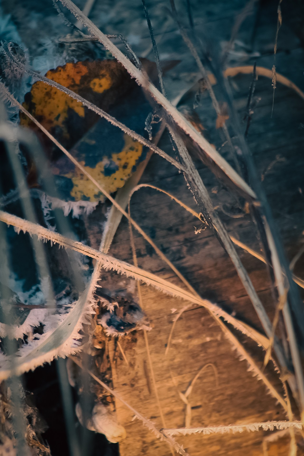 Иней. Dmitriy [KCCC] is a pretty cool photographer