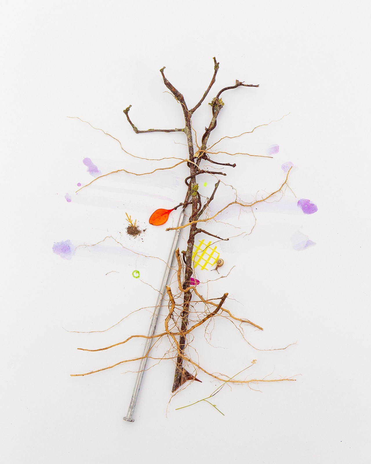 Условная ботаника. Фотографии Саши Любина