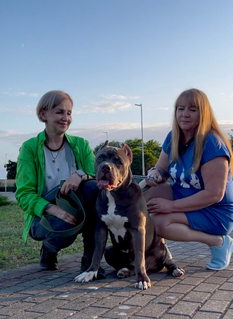 Hunter&Queenie, 13.01.25. Американские булли XL в г. Калининград. Питомник Great Bully UNIVERSE