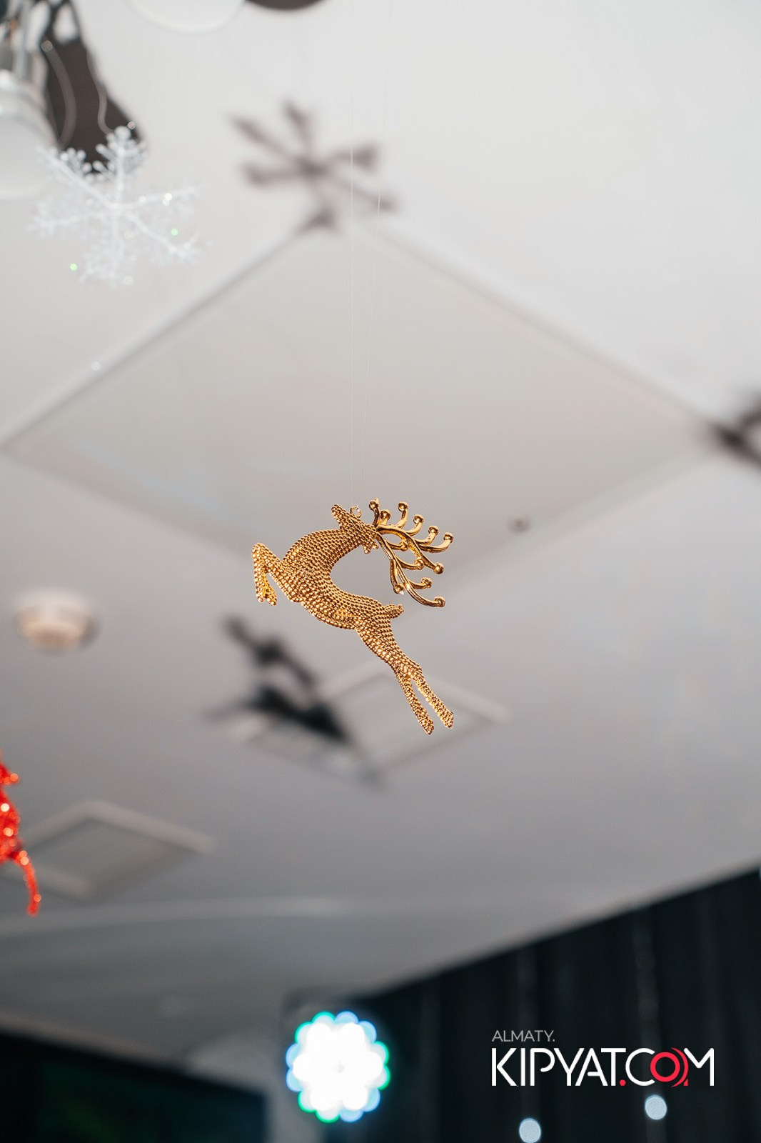 УХО И МЕДВЕДЬ НА КУРМАНГАЗЫ. КИПЯТКОМ АЛМАТЫ!