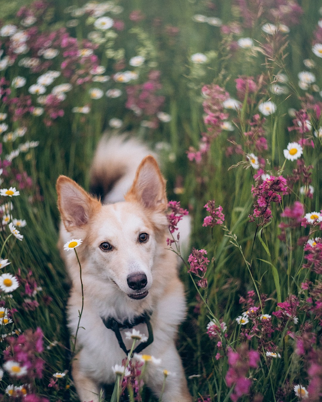 Соня и Кора. Фотограф анималист в Москве и Санкт-Петербурге Свиридова Анна
