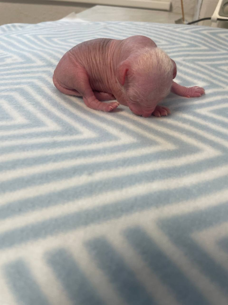 D1 День Рождения