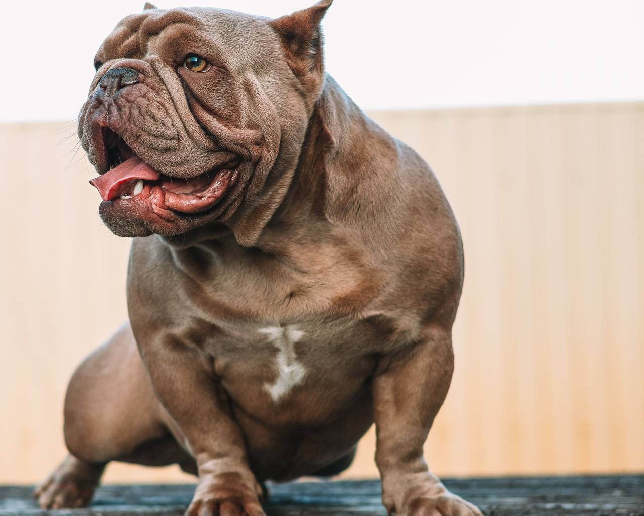 Познакомьтесь с Американским Булли в Иркутске. Питомник собак Иркутск