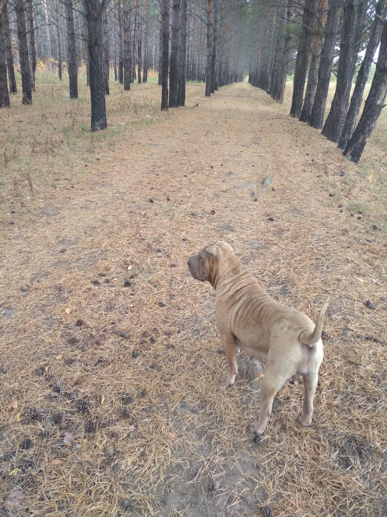 Купить Шарпей Сокол, Купить Шарпея Сокол, Купить щенка Шарпей Сокол, ТОП питомник Шарпеев Сокол, Питомник Шарпей Сокол, 