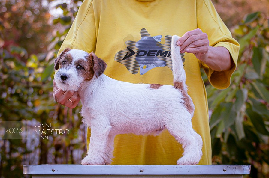 CANE MAESTRO STIMOROL ICE. CANE MAESTRO — kennel Jack Russell Terrier