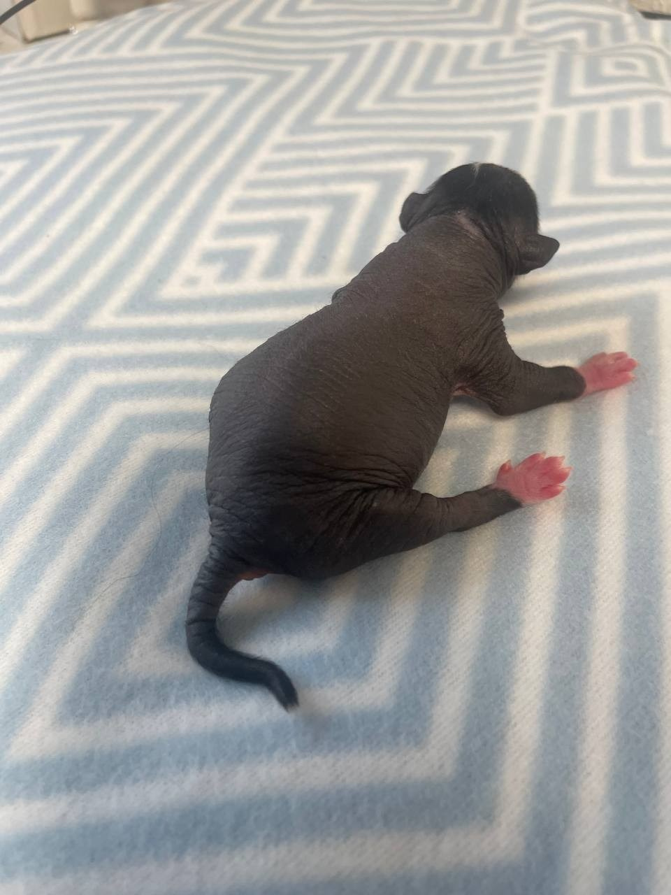 D3 День Рождения