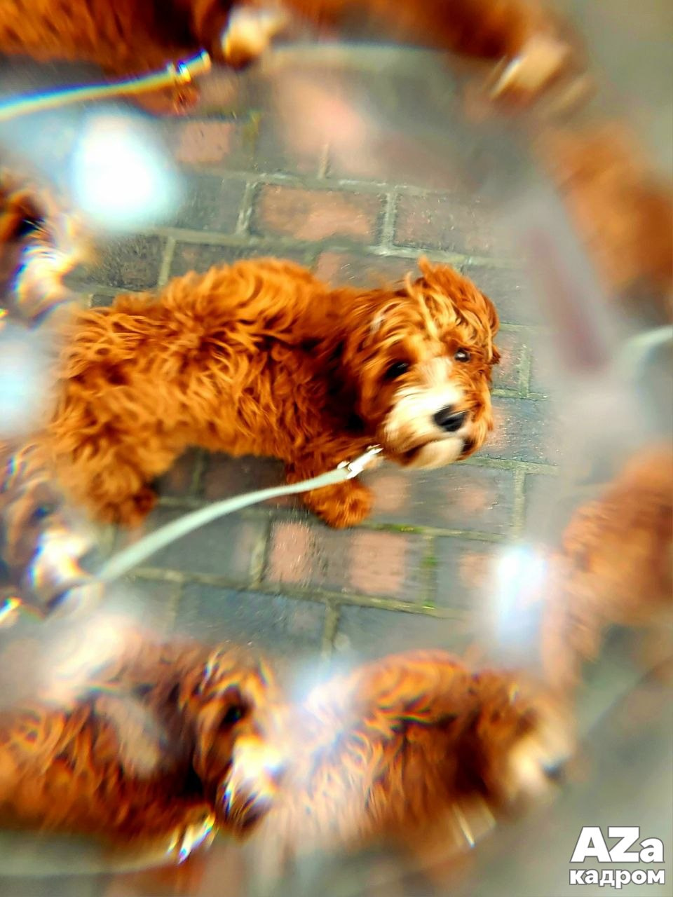 AZакадром «Отражения». Женский семейный фотограф Тула Москва Захарова Анна