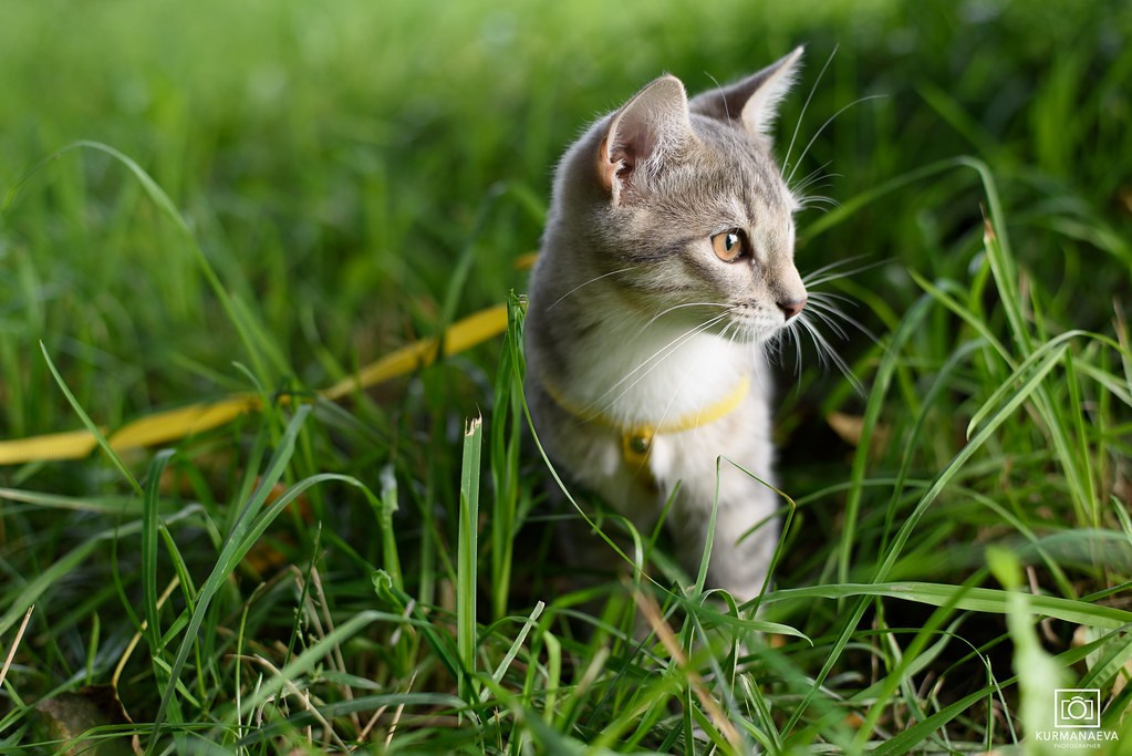 Фотосессия кота. Мужская фотосессия в СПб|Ирина Курманаева