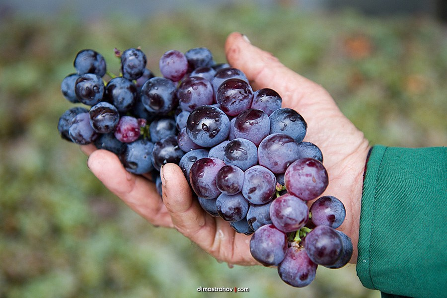 Винзавод Качинский +. Свадебный фотограф, фотосъемка в Крыму, Севастополе, Симферополе, Ялте