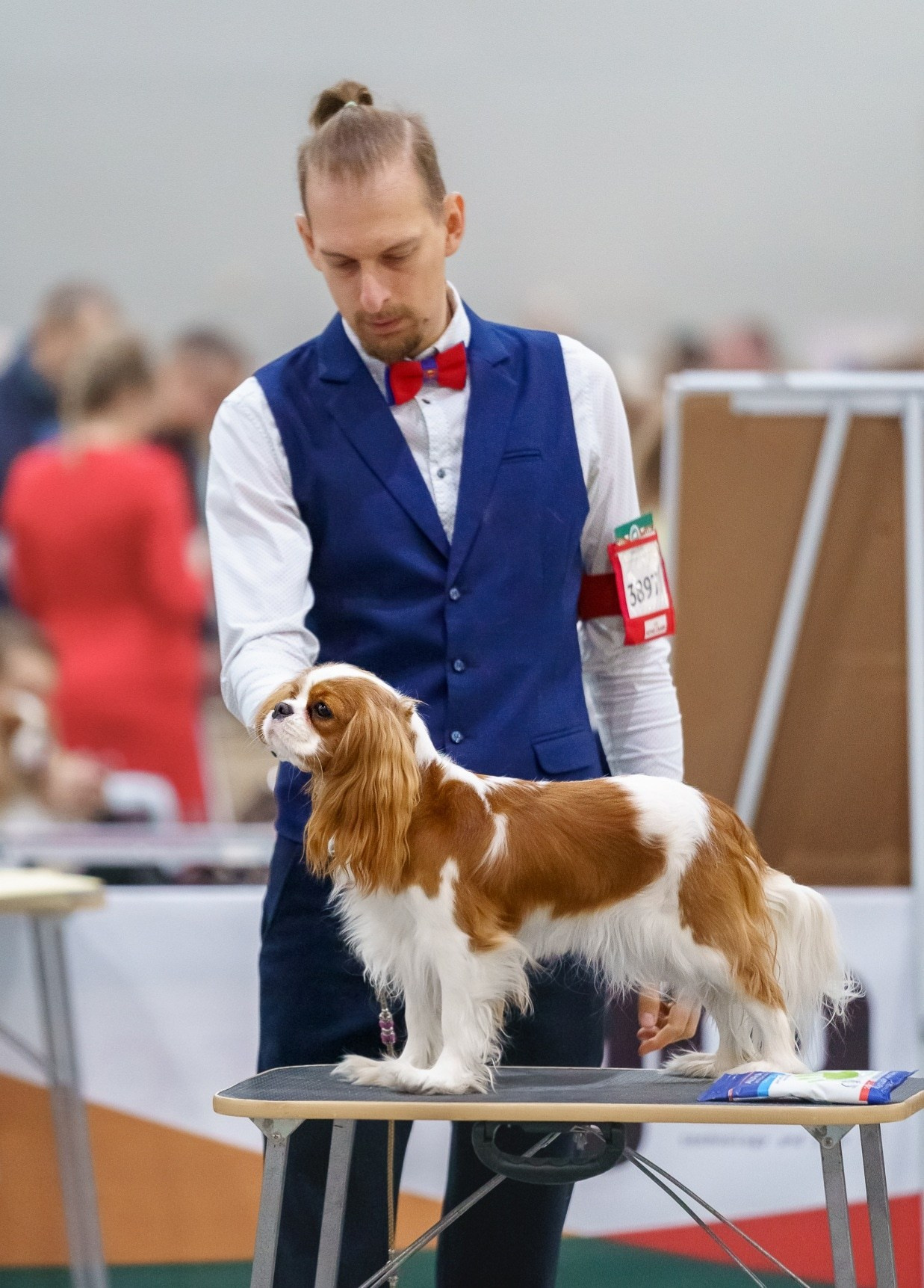 Суки. Питомник кавалер кинг чарльз спаниелей