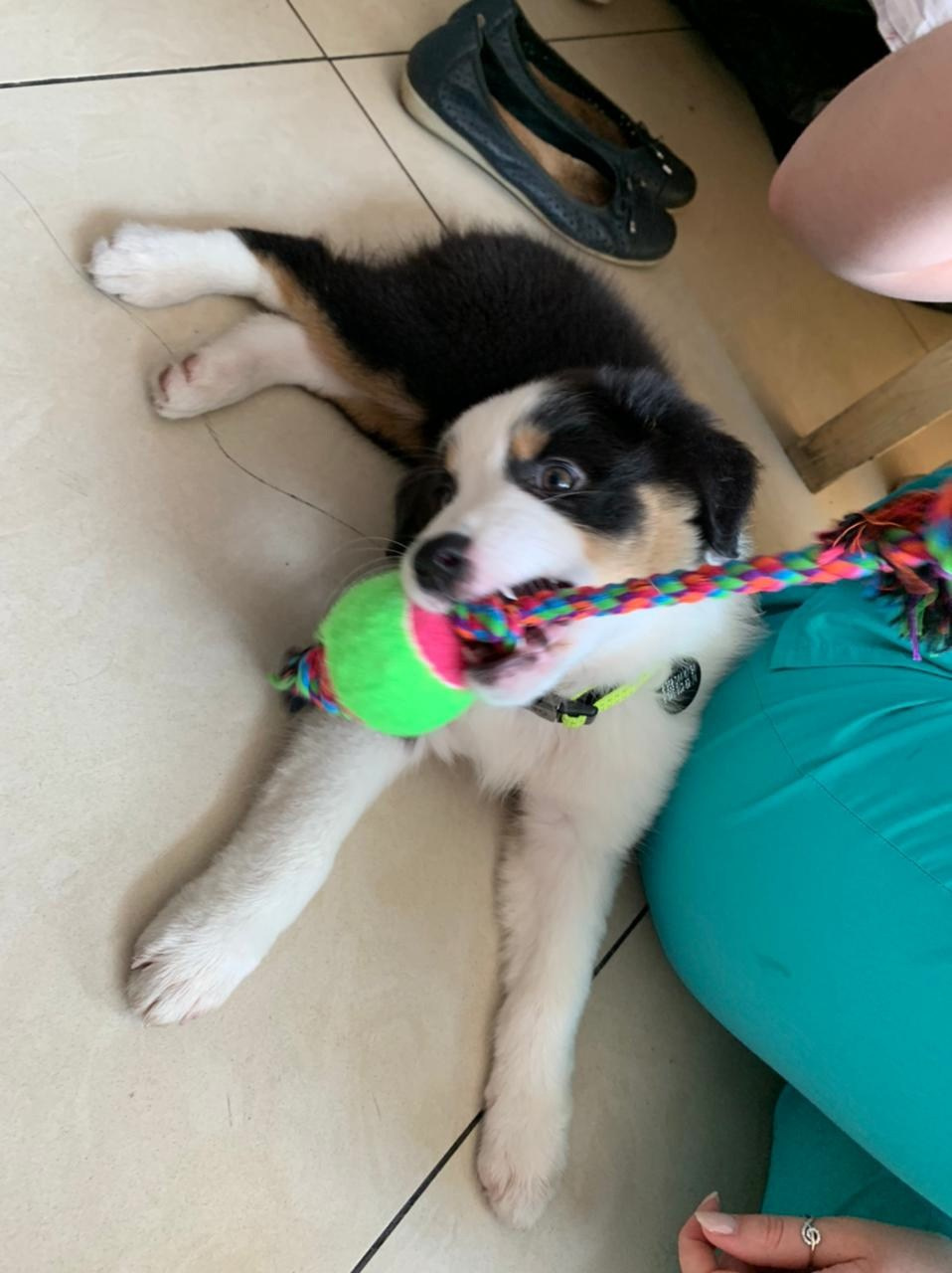 Рави. BLGKV питомник собак