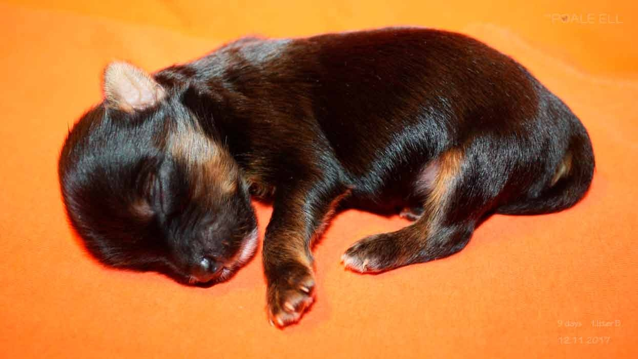 Litter B. Chinese Crested Dog Kennel Poale Ell