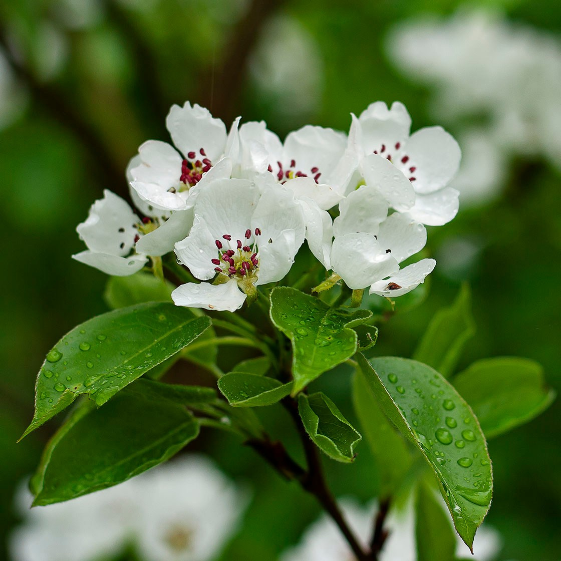 Деревья. Природа севера