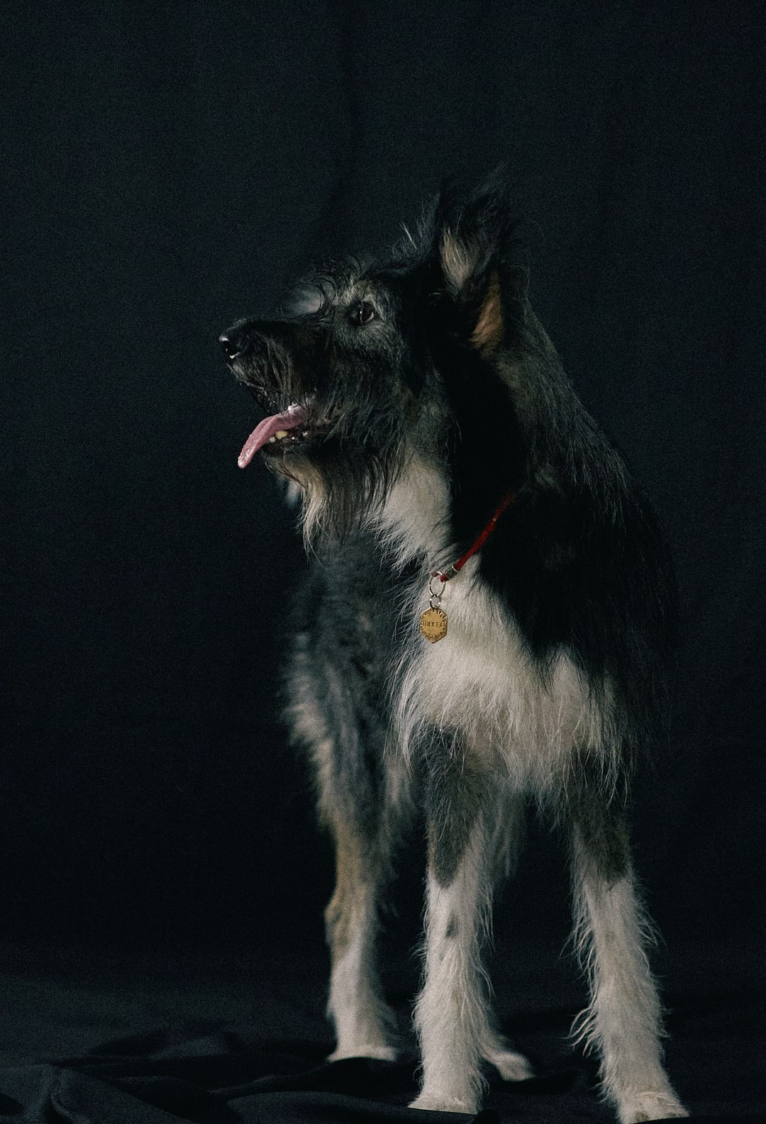 Студийная съемка Пихты. Фотограф-анималист Мартынова Анастасия