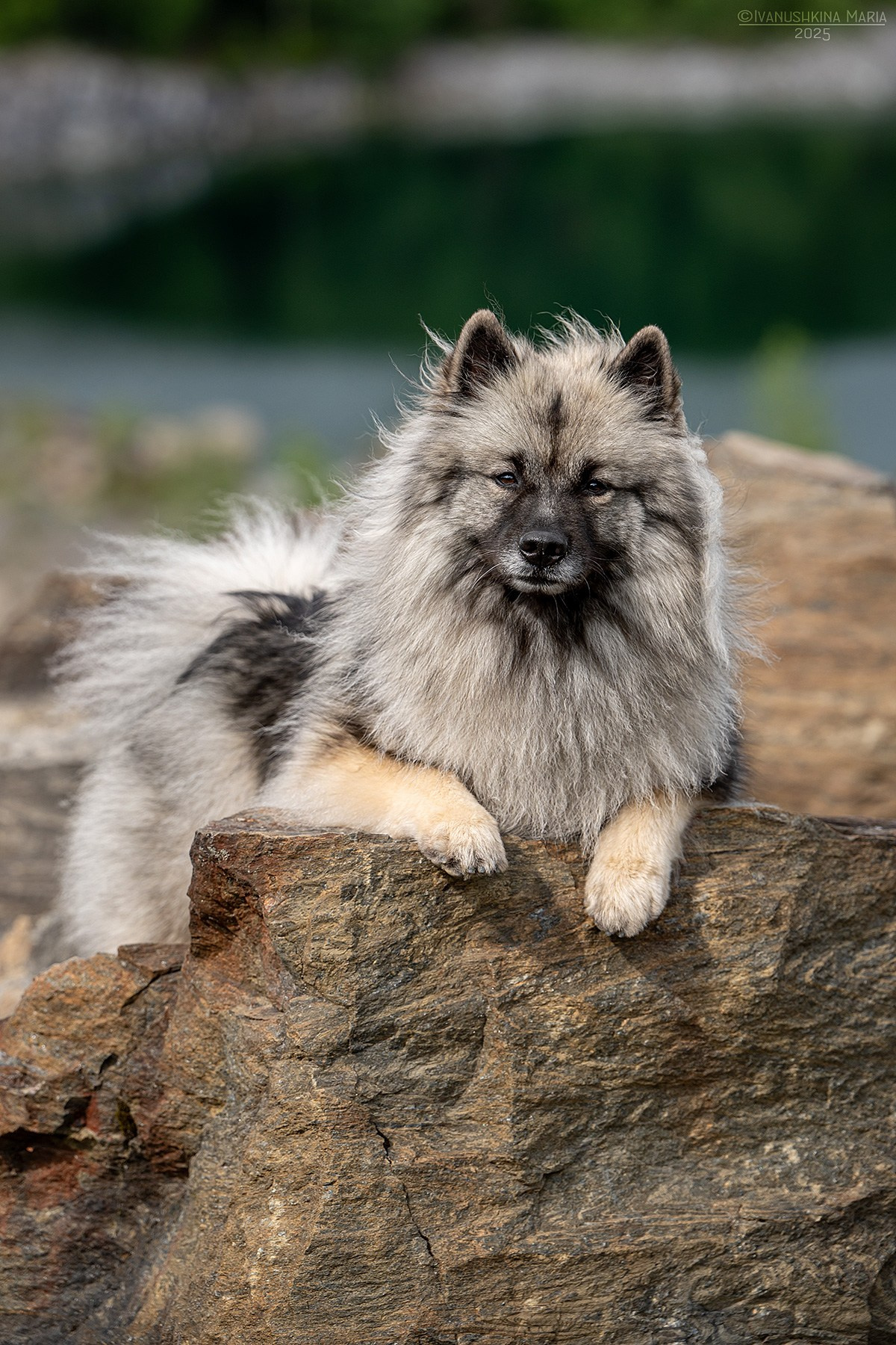 Фотограф-анималист. Фотограф собак в Москве и Московской области Иванушкина Мария