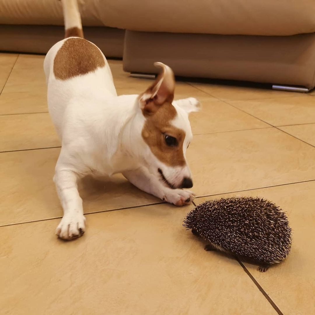 Anka`s Instagram. Заставка