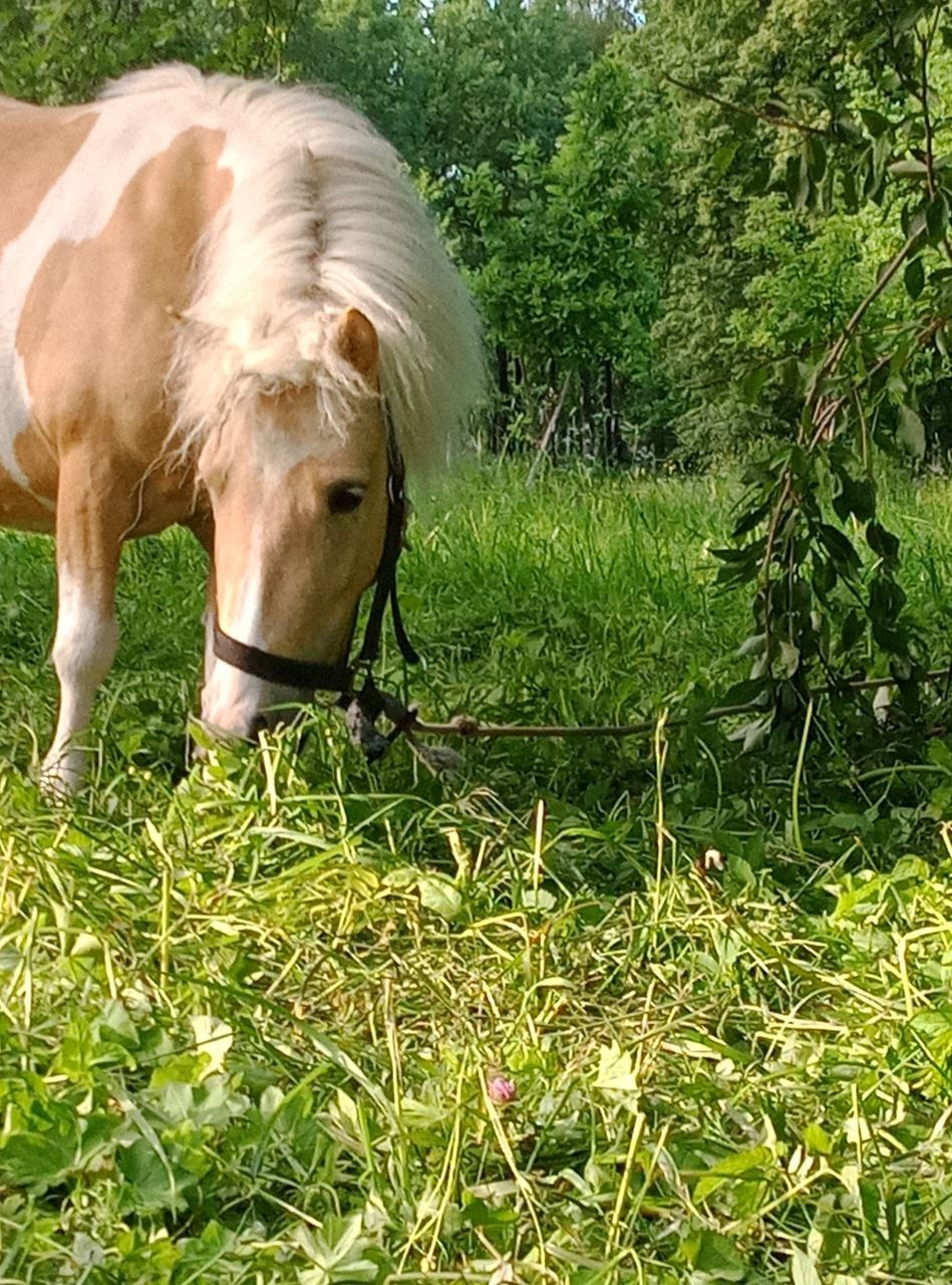 В мире животных. Фотокружок «Видоискатель» ГБОУ СОШ № 291