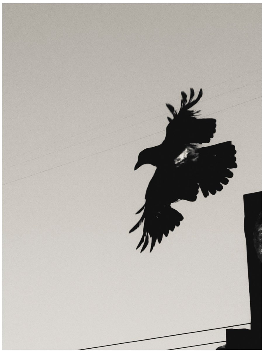 Шмитов Егор