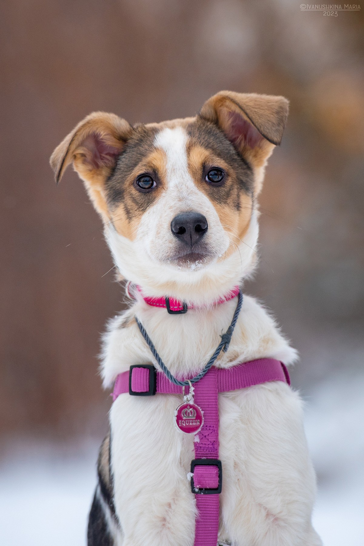 Пиарные фотосессии собак на пристройство. Фотограф собак в Москве и Московской области Иванушкина Мария
