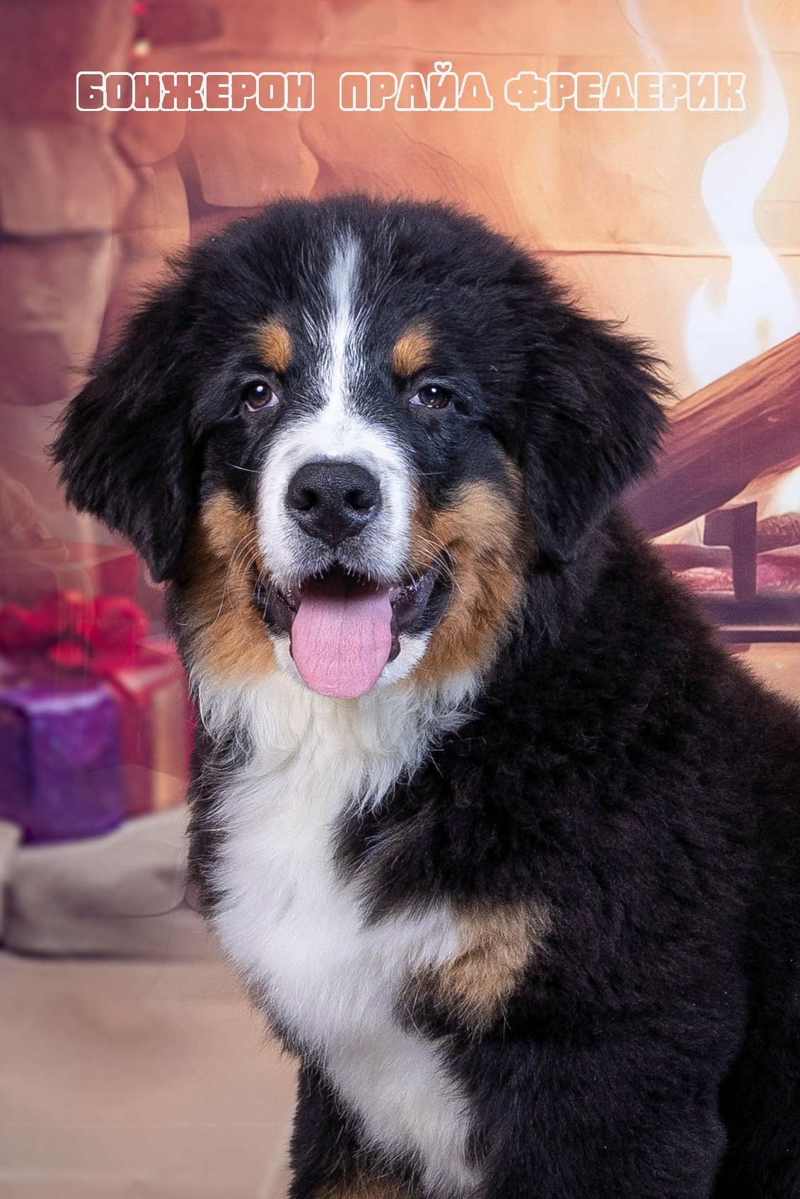 Бонжерон прайд. Фотограф 📸 семейный, предметный, репортажный