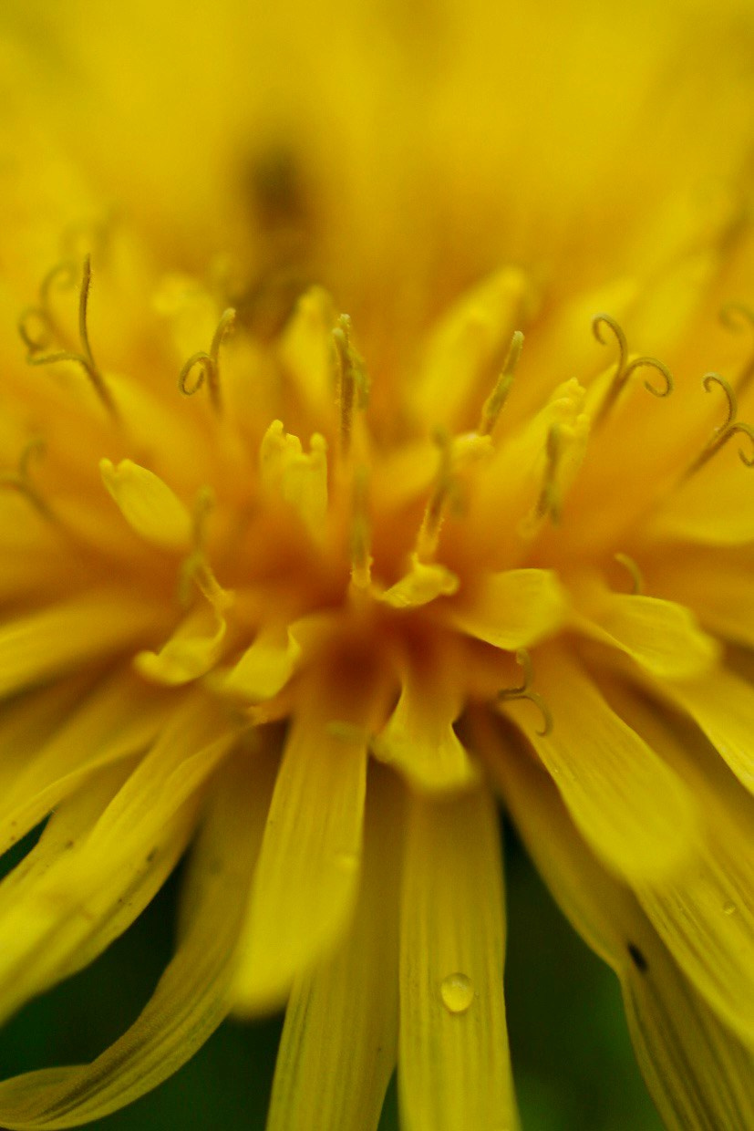 Макро. Фотографирую мир