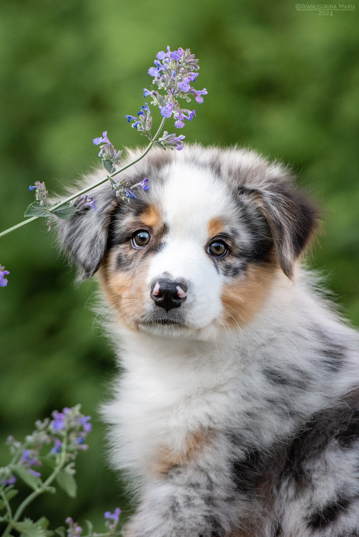Фотосессия щенков на продажу. Фотограф собак в Москве и Московской области Иванушкина Мария