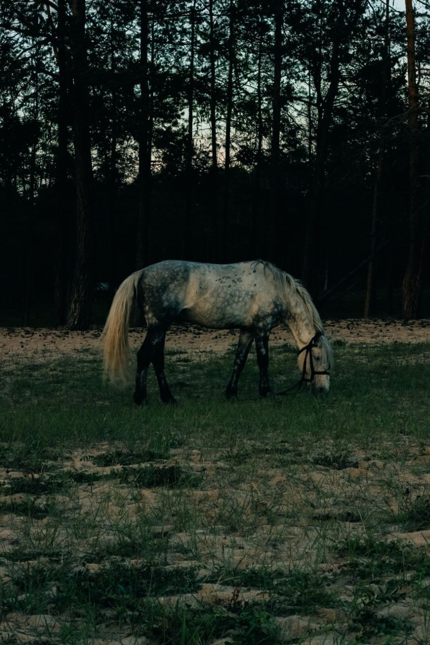 LAKE BAIKAL SUMMER. Главная