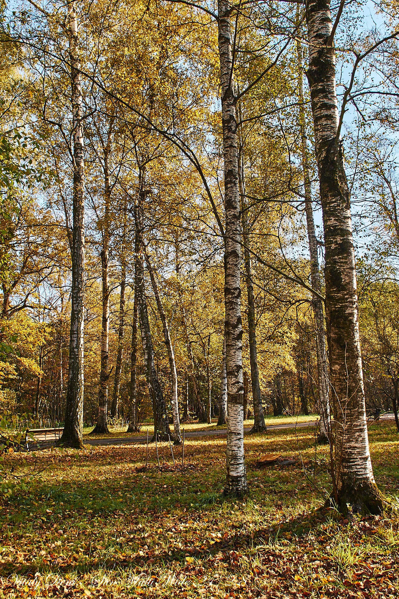 Унылая пора! Очей очарованье!. Сайт фотографа Виталия Дени