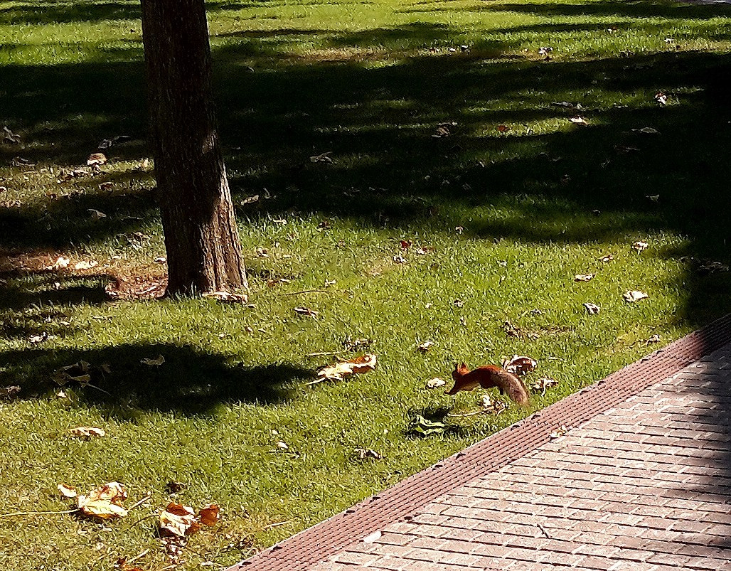 Парк Краснодар (парк Галицкого). Фотограф Славянск на Кубани