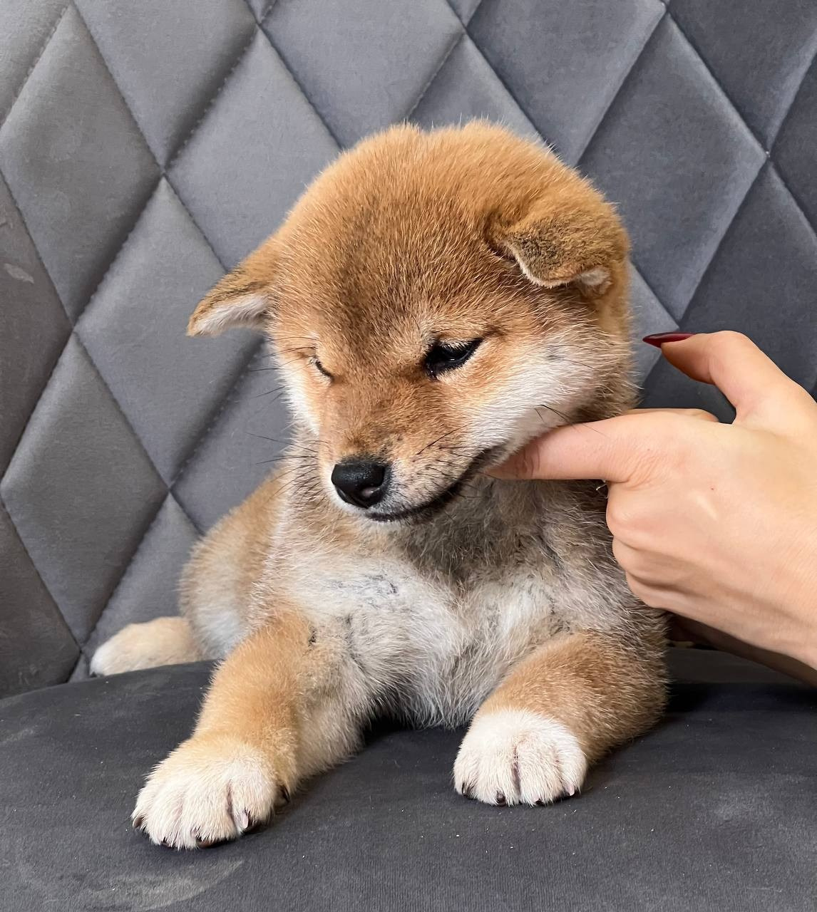 сиба питомник Рубилайт щенки на продажу rubylight  сиба щенки купить СПб Санкт-Петербург 