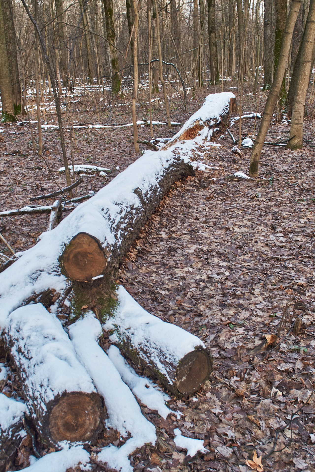 ЖИЗНЬ и СМЕРТЬ. Сайт фотографа Виталия Дени