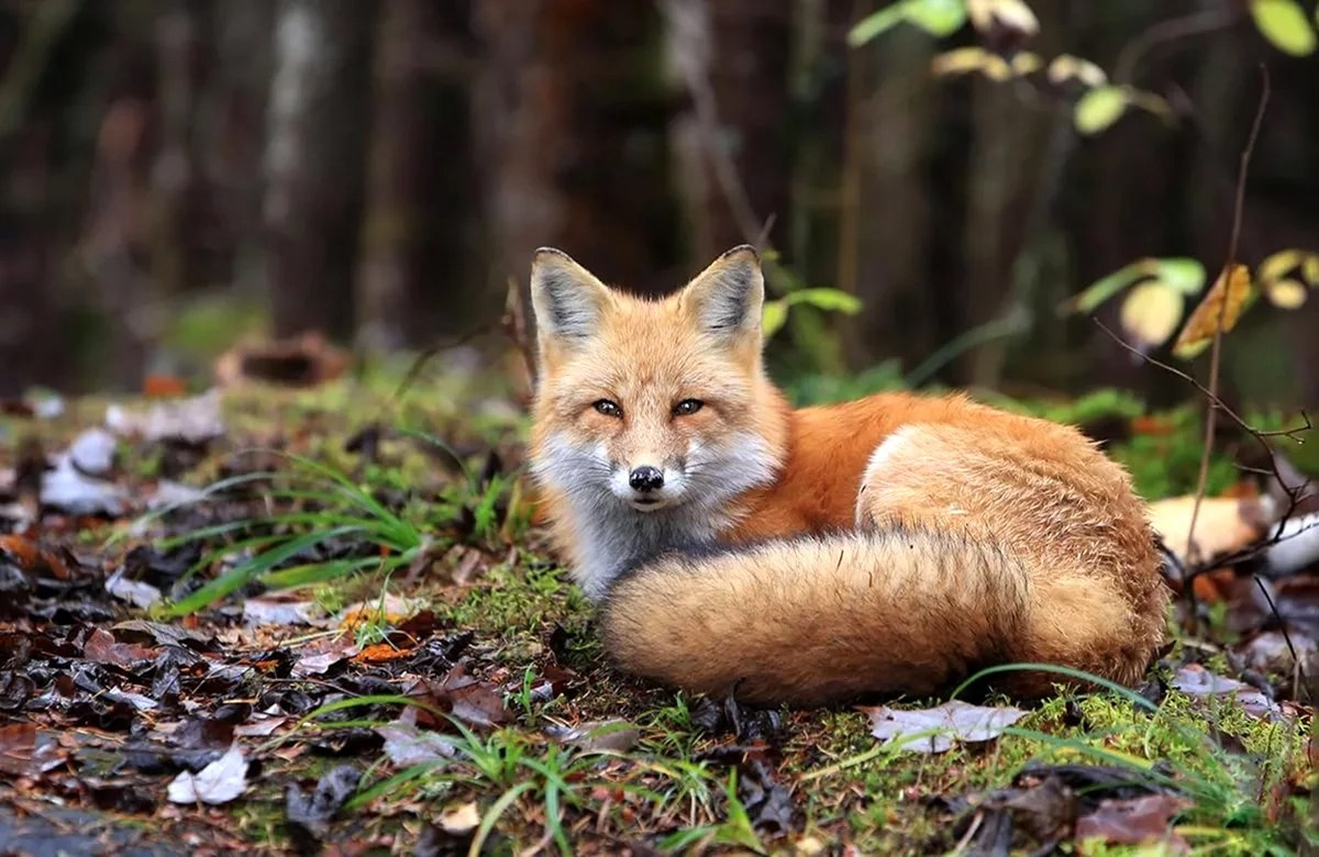 Лиса на Куршской косе