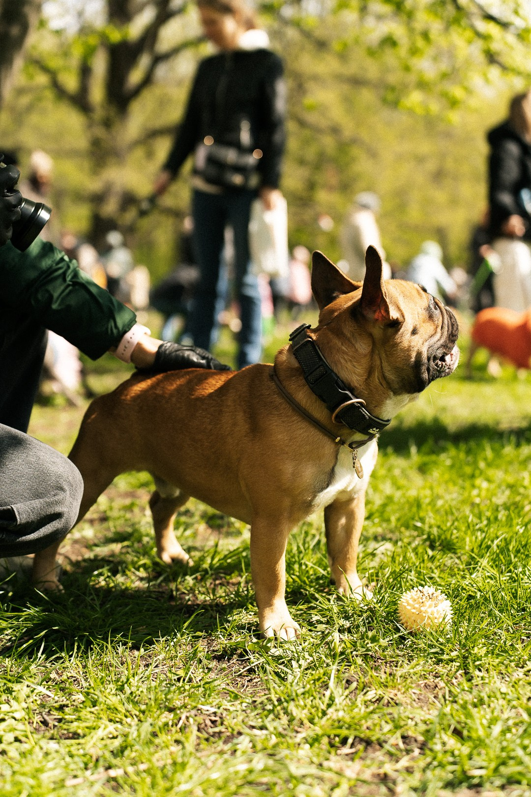 Парад Бульдогов. Axenov_eugene