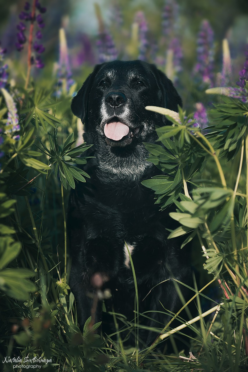 Лабрадоры в люпинах. Фотограф-анималист Наталья Светличная
