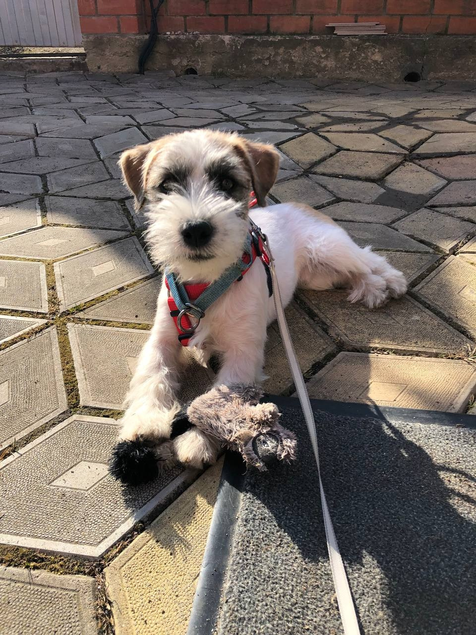 Джазз. CANE MAESTRO — kennel Jack Russell Terrier