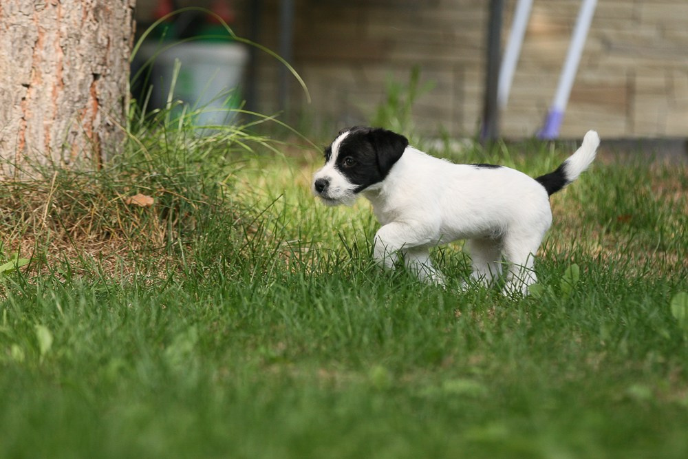 CANE MAESTRO RONDO. CANE MAESTRO — kennel Jack Russell Terrier