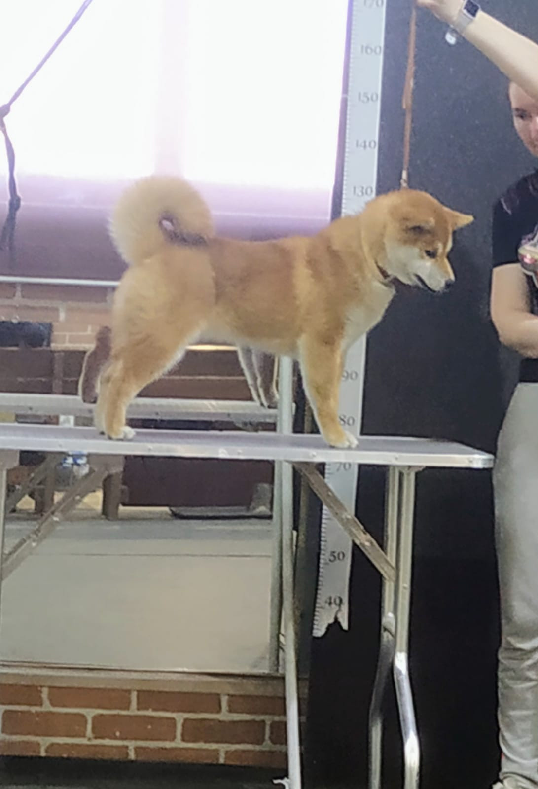 Сиба    Ганжи * Yuzhyy Solnechnyy Pes Ganji 